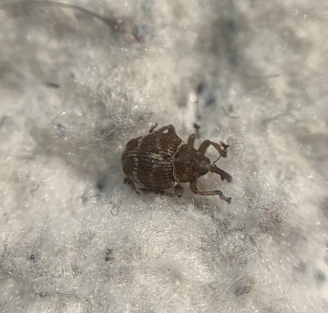 Coeliodes transversealbofasciatus - fehéröves gömböcormányos