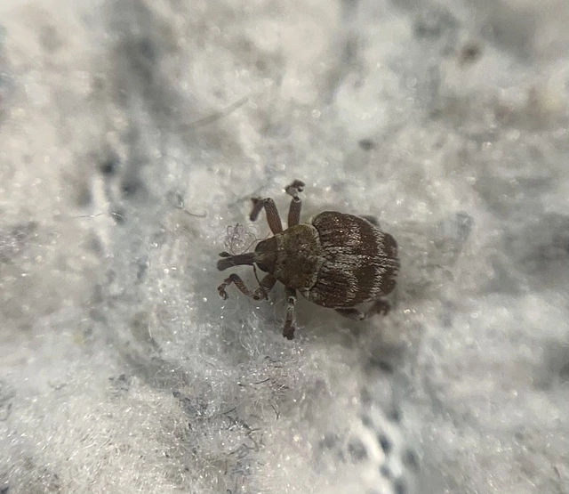 Coeliodes transversealbofasciatus - fehéröves gömböcormányos