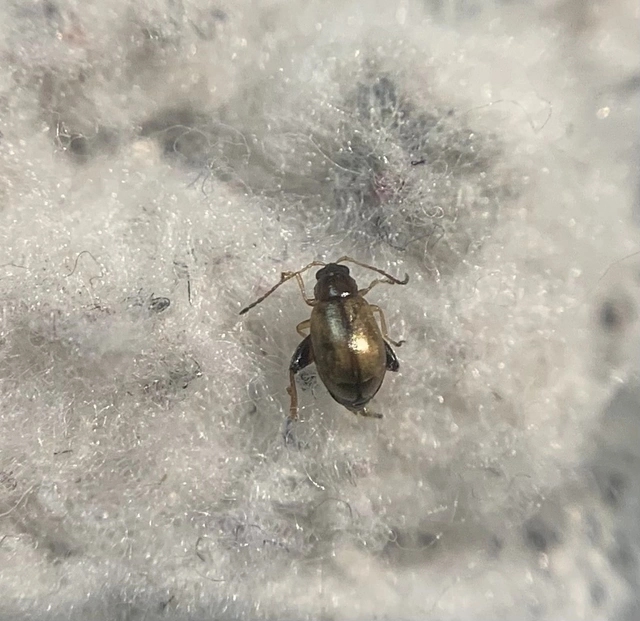 Longitarsus lycopi