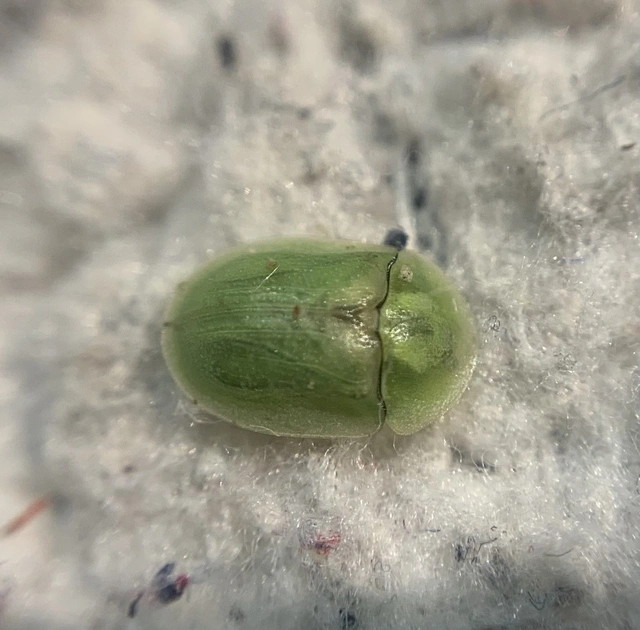 Cassida seladonia - szemcsés pajzsbogár Cassida seladonia - szemcsés pajzsbogár