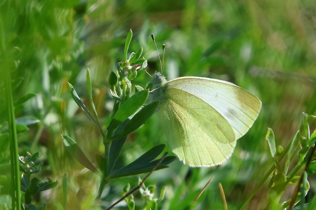 Pieris ergane - sziklai fehérlepke