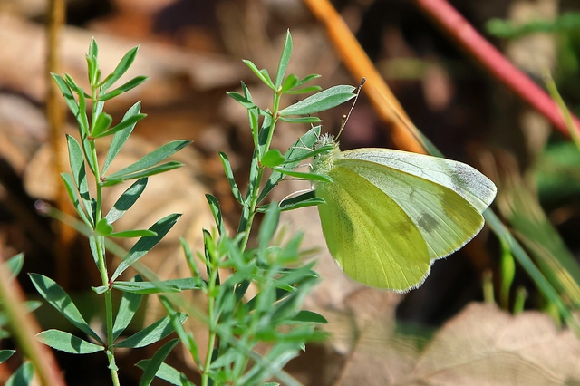 Pieris ergane - sziklai fehérlepke