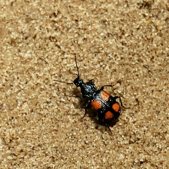 Panagaeus bipustulatus - kis keresztesfutó