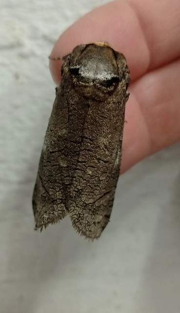 Cossus cossus - fűzfarontólepke