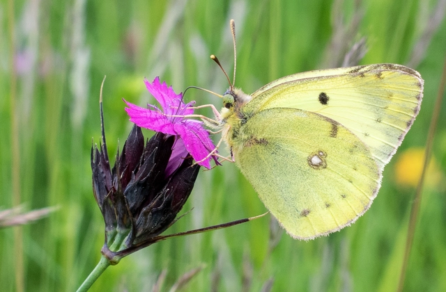 Colias alfacariensis - déli kéneslepke