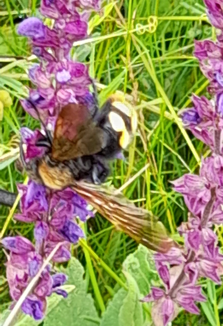 Megascolia maculata - óriás-tőrösdarázs