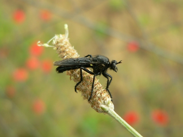 Dasypogon