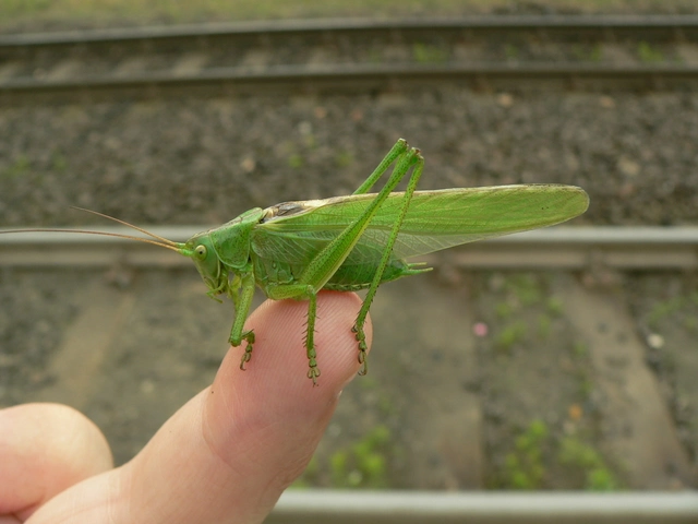 Tettigonia viridissima - zöld lombszöcske