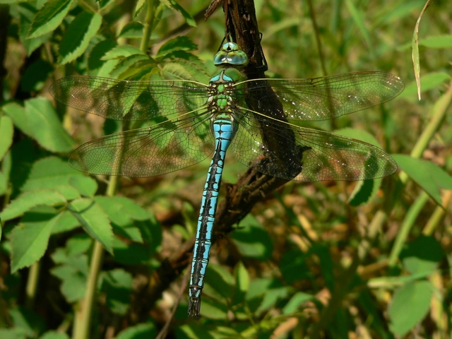 Anax imperator - zöld óriásacsa