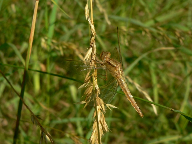 Crocothemis erythraea - skarlát szitakötő