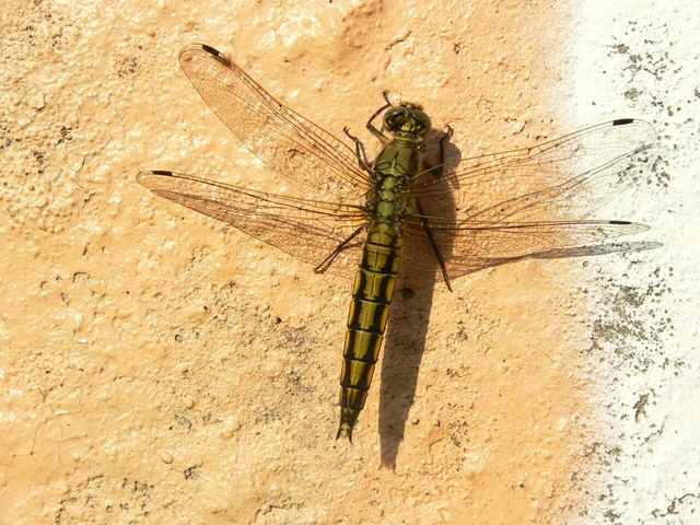 Orthetrum cancellatum - feketefarkú pásztorszitakötő