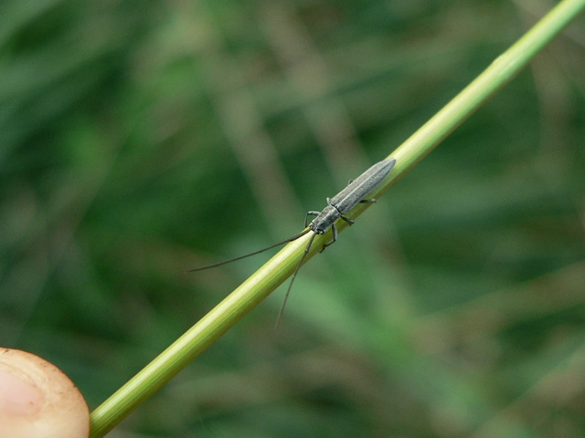 Calamobius filum - hosszúcsápú szalmacincér