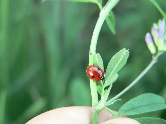 Adalia bipunctata - kétpettyes katica