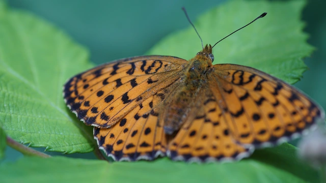 Brenthis daphne - málna-gyöngyházlepke
