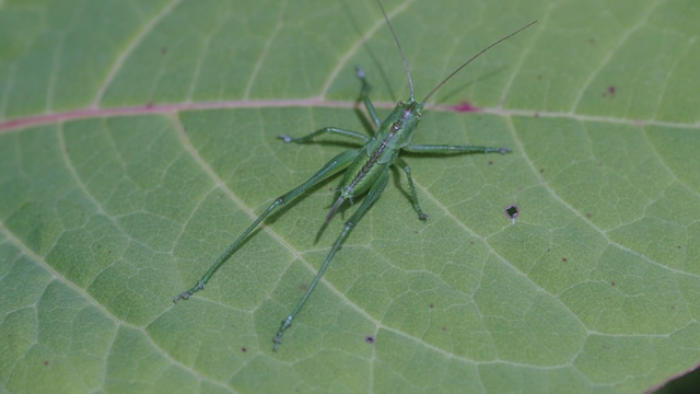 Tettigonia viridissima - zöld lombszöcske