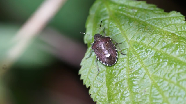 Holcostethus sphacelatus - holdas címerespoloska Holcostethus sphacelatus - holdas címerespoloska