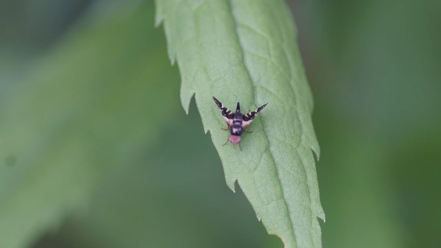 Tephritidae - fúrólégyfélék