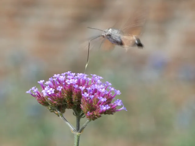 Macroglossum stellatarum - kacsafarkú szender