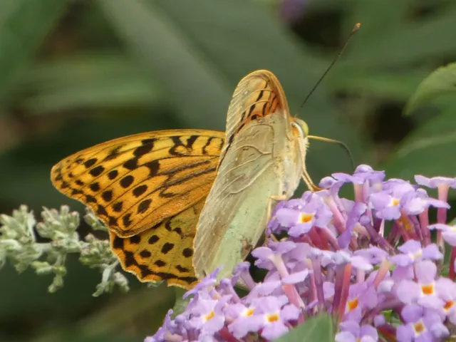 Argynnis pandora - zöldes gyöngyházlepke