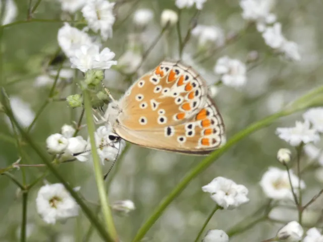 Aricia agestis - szerecsenboglárka