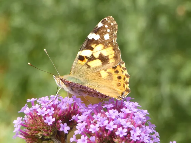 Vanessa cardui - bogáncslepke