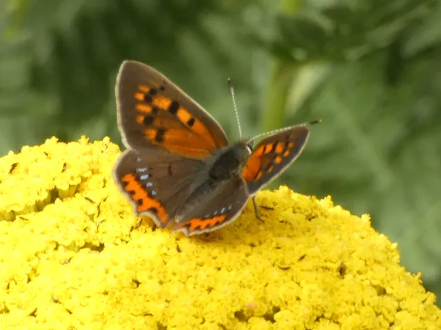 Lycaena phlaeas - közönséges tűzlepke