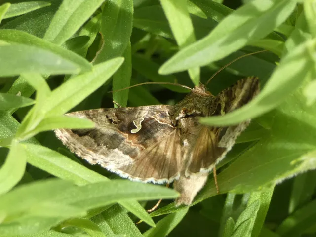 Autographa gamma - gammalepke