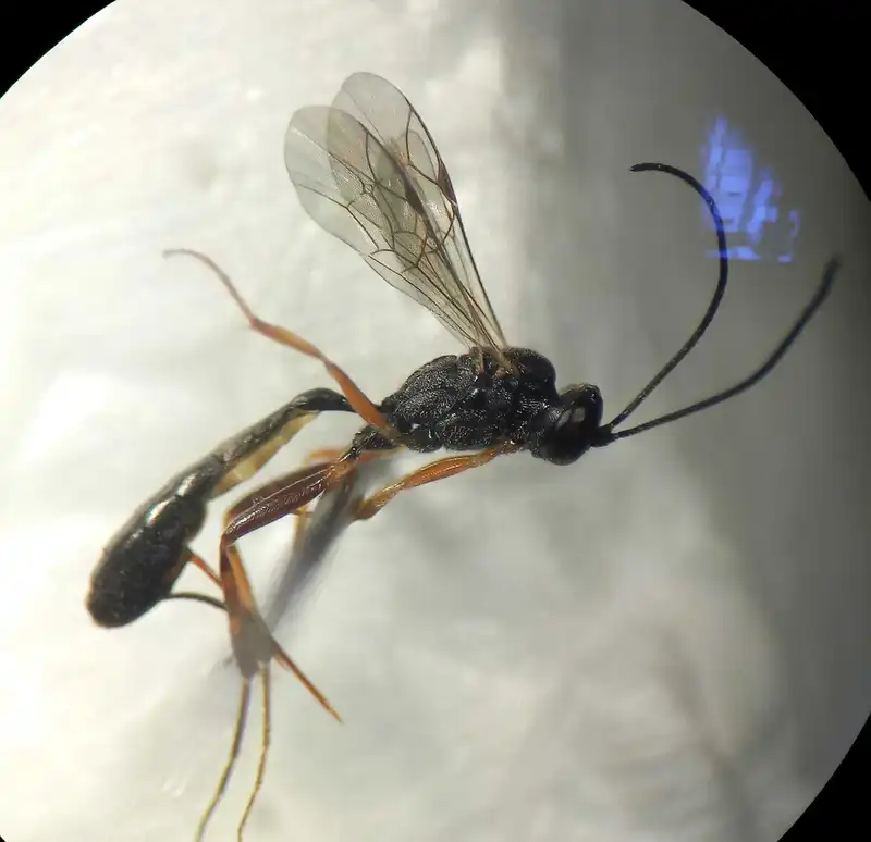 Cymodusa