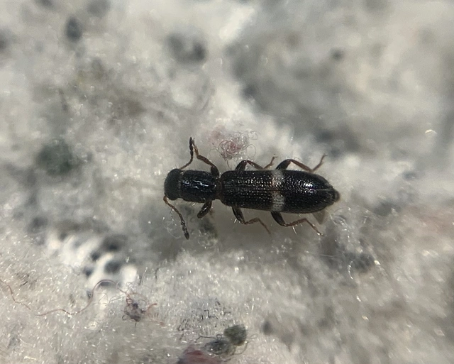 Tarsostenus univittatus - fehérszalagos szúfarkas