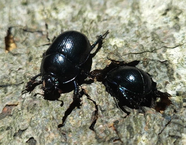 Anoplotrupes stercorosus - erdei álganéjtúró