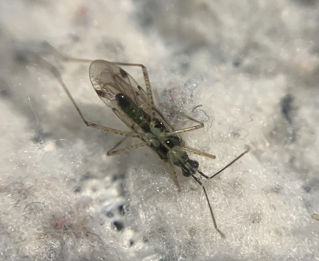 Dicyphus