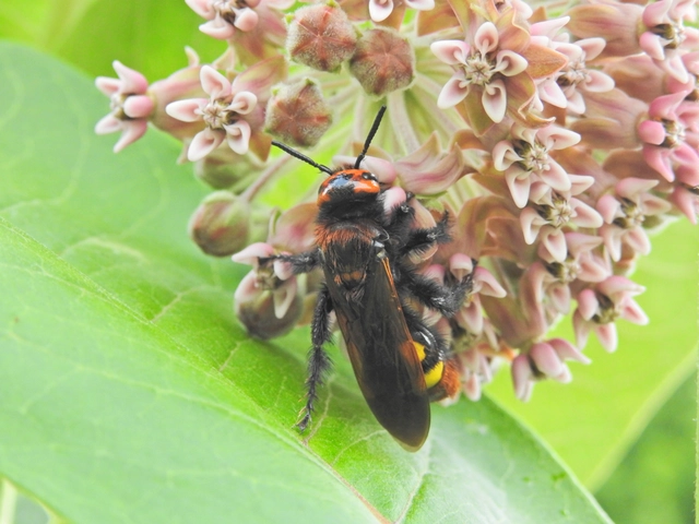 Megascolia maculata - óriás-tőrösdarázs