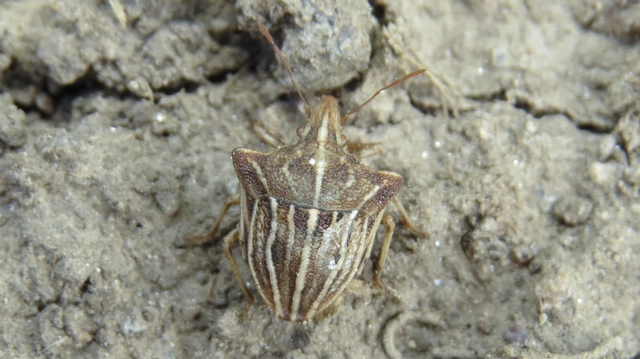 Ancyrosoma leucogrammes - vállas poloska
