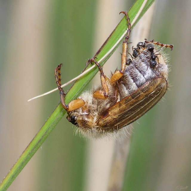 Amphimallon solstitiale - bordás sárgacserebogár