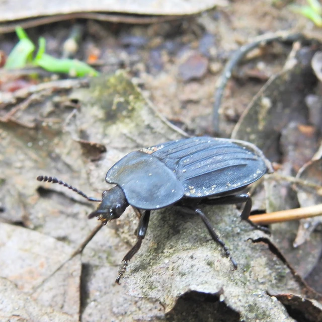 Silpha carinata - karimás dögbogár