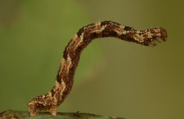 Eupithecia dodoneata - tölgy-törpearaszoló