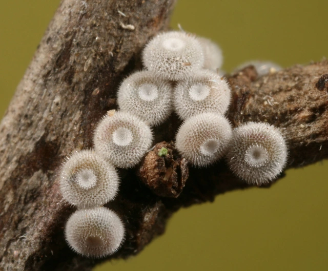 Satyrium spini - kökény-csücsköslepke