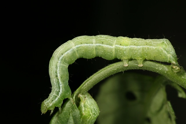 Chrysodeixis chalcites - déli aranybagoly