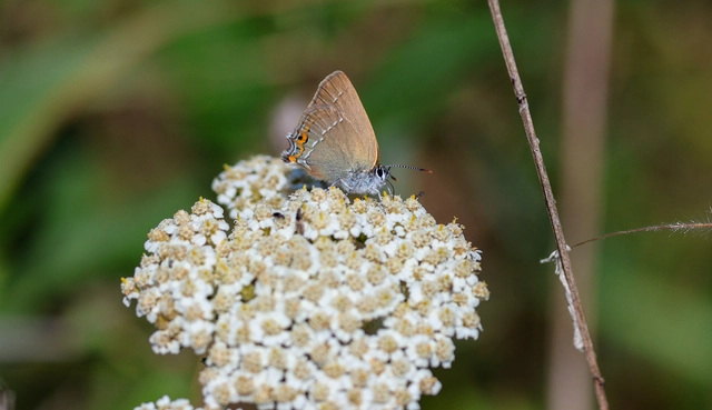 Satyrium acaciae - akác-csücsköslepke