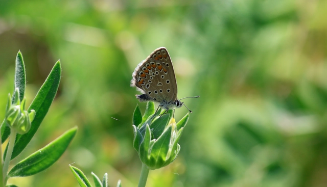 Polyommatus icarus - közönséges boglárka
