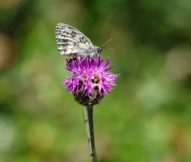 Melanargia galathea - sakktáblalepke