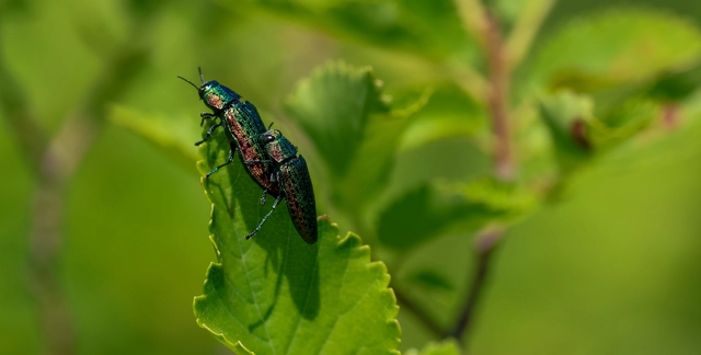 Coleoptera - Bogarak