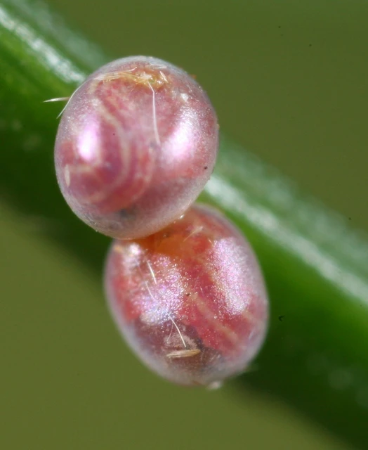 Hylaea fasciaria - erdeifenyő-sávosaraszoló