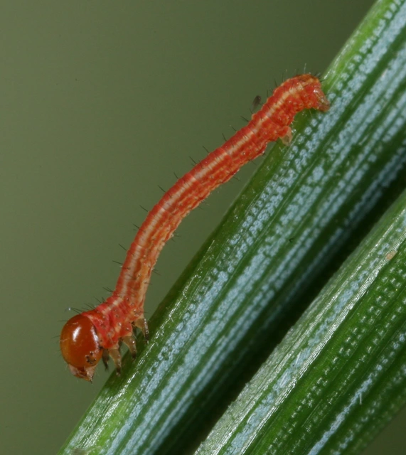 Hylaea fasciaria - erdeifenyő-sávosaraszoló