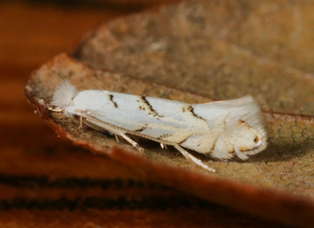 Phyllonorycter