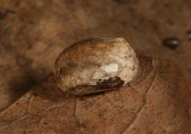 Heterogenea asella - csigalepke