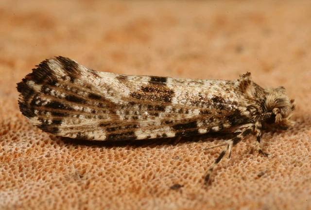 Morophaga choragella - közönséges óriásmoly