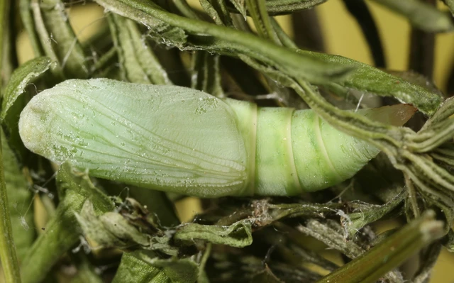 Eulithis pyraliata - sárga galajaraszoló