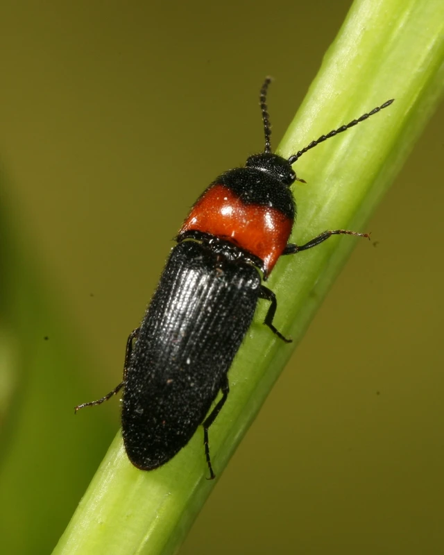 Ampedus sinuatus - felemásnyakú pattanó