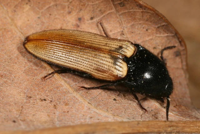 Ampedus